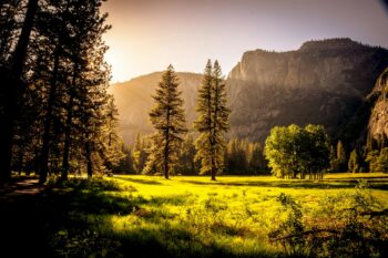 Sunlit meadow with forest and mountains